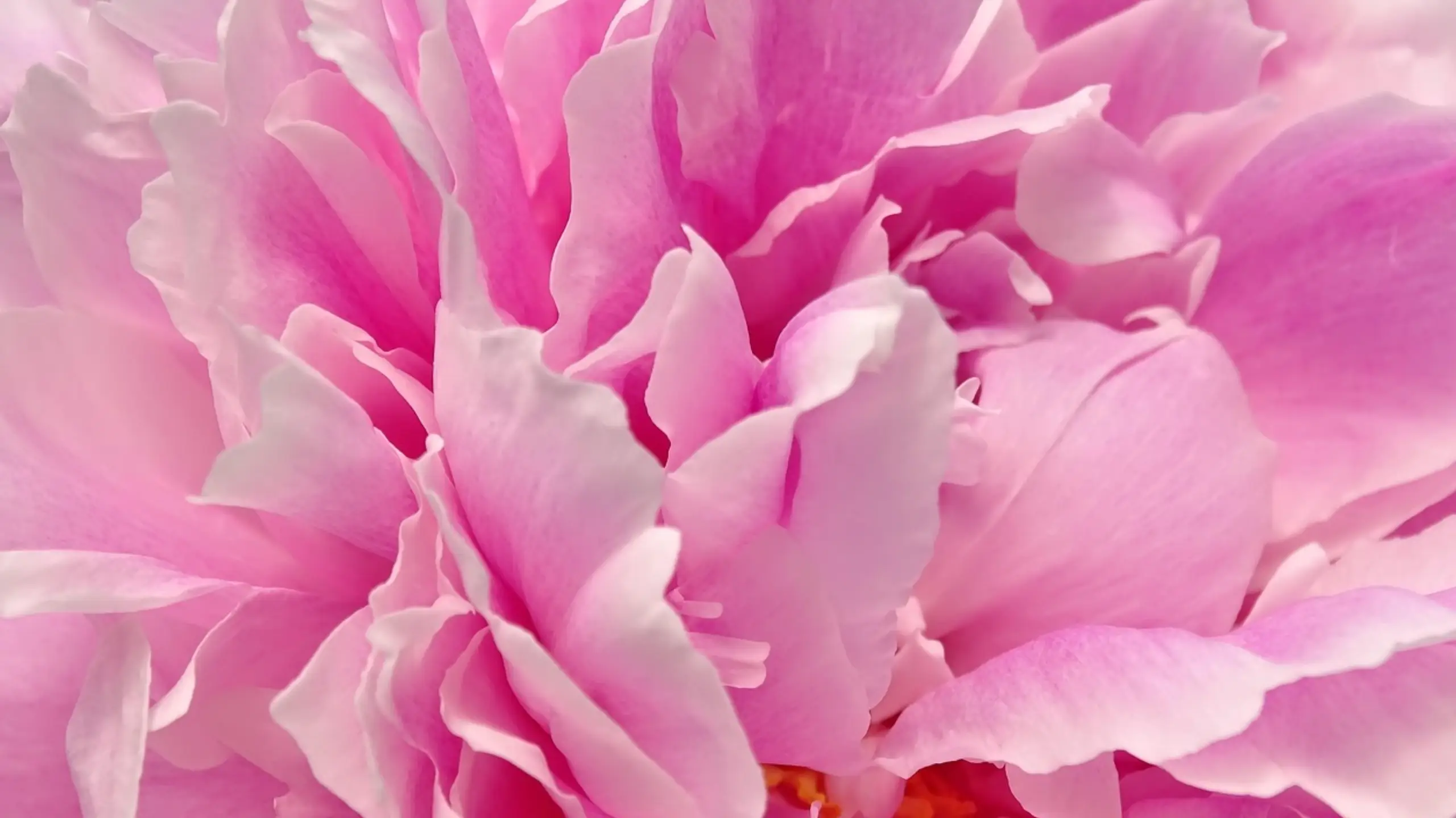Blossom